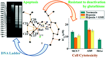 Graphical abstract: A hypoxia efficient imidazole-based Ru(ii) arene anticancer agent resistant to deactivation by glutathione