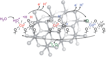 Graphical abstract: Water oxidation by amorphous cobalt-based oxides: in situ tracking of redox transitions and mode of catalysis