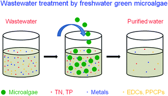 Graphical abstract: Simultaneous removal of inorganic and organic compounds in wastewater by freshwater green microalgae