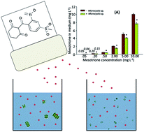 Graphical abstract: Photosynthetic responses and accumulation of mesotrione in two freshwater algae