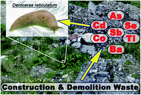 Graphical abstract: Assessing metal contamination from construction and demolition (C&D) waste used to infill wetlands: using Deroceras reticulatum (Mollusca: Gastropoda)