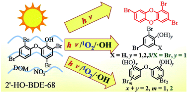 Graphical abstract: Distinct photoproducts of hydroxylated polybromodiphenyl ethers from different photodegradation pathways: a case study of 2′-HO-BDE-68