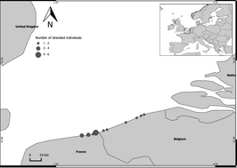 Graphical abstract: Organochlorines in harbour porpoises (Phocoena phocoena) stranded along the southern North Sea between 2010 and 2013