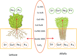 Graphical abstract: Toxic effects of copper-based nanoparticles or compounds to lettuce (Lactuca sativa) and alfalfa (Medicago sativa)