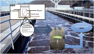 Graphical abstract: Degradation of pharmaceuticals from membrane biological reactor sludge with Trametes versicolor