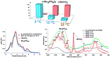 Graphical abstract: Formation of manganese phosphate and manganese carbonate during long-term sorption of Mn2+ by viable Shewanella putrefaciens: effects of contact time and temperature