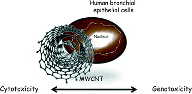 Graphical abstract: Towards elucidating the effects of purified MWCNTs on human lung epithelial cells