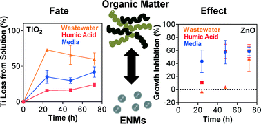 Graphical abstract: Behaviour of titanium dioxide and zinc oxide nanoparticles in the presence of wastewater-derived organic matter and implications for algal toxicity