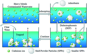 Graphical abstract: A dielectrophoresis-assisted adsorption approach significantly facilitates the removal of cadmium species from wastewater