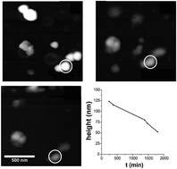 Graphical abstract: Oxidation behavior of zero-valent iron nanoparticles in mixed matrix water purification membranes
