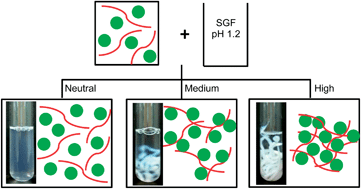 Graphical abstract: Effect of charge density of polysaccharides on self-assembled intragastric gelation of whey protein/polysaccharide under simulated gastric conditions