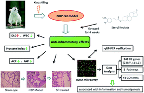 Graphical abstract: Anti-inflammatory effect and prostate gene expression profiling of steryl ferulate on experimental rats with non-bacterial prostatitis