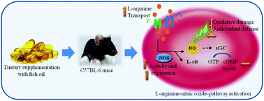 Graphical abstract: Role of dietary fish oil on nitric oxide synthase activity and oxidative status in mice red blood cells