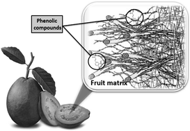 Graphical abstract: Dietary fiber and phenolic compounds as functional ingredients: interaction and possible effect after ingestion