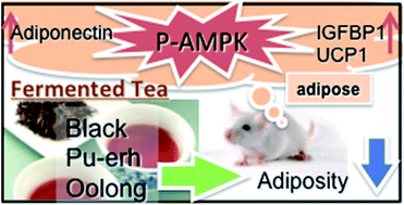 Graphical abstract: Oolong, black and pu-erh tea suppresses adiposity in mice via activation of AMP-activated protein kinase