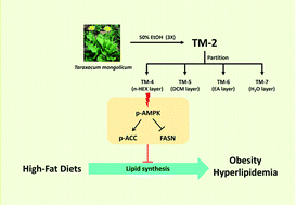 Graphical abstract: Hypolipidemic activity of Taraxacum mongolicum associated with the activation of AMP-activated protein kinase in human HepG2 cells