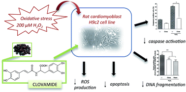 Graphical abstract: Protective effects of clovamide against H2O2-induced stress in rat cardiomyoblasts H9c2 cell line