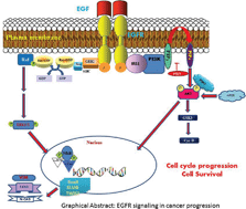Graphical abstract: Quercetin, a natural dietary flavonoid, acts as a chemopreventive agent against prostate cancer in an in vivo model by inhibiting the EGFR signaling pathway