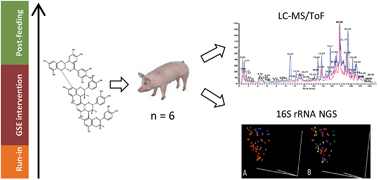 Graphical abstract: Phenolic metabolites and substantial microbiome changes in pig feces by ingesting grape seed proanthocyanidins