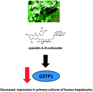 Graphical abstract: The effect of anthocyans on the expression of selected phase II xenobiotic-metabolizing enzymes in primary cultures of human hepatocytes