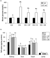 Graphical abstract: Soy β-conglycinin retards progression of diabetic nephropathy via modulating the insulin sensitivity and angiotensin-converting enzyme activity in rats fed with high salt diet