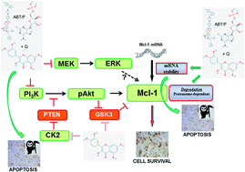 Graphical abstract: The pleiotropic flavonoid quercetin: from its metabolism to the inhibition of protein kinases in chronic lymphocytic leukemia