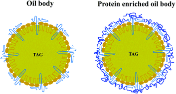 Graphical abstract: Impact of extraneous proteins on the gastrointestinal fate of sunflower seed (Helianthus annuus) oil bodies: a simulated gastrointestinal tract study