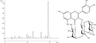 Graphical abstract: Phytochemical characterization and antioxidant activity of the cladodes of Opuntia macrorhiza (Engelm.) and Opuntia microdasys (Lehm.)