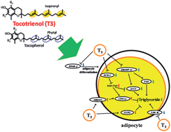 Graphical abstract: Tocotrienol modulates crucial lipid metabolism-related genes in differentiated 3T3-L1 preadipocytes