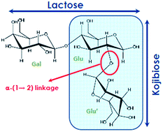 Graphical abstract: Structural differences of prebiotic oligosaccharides influence their capability to enhance iron absorption in deficient rats