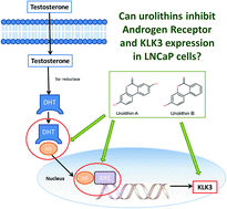 Graphical abstract: Walnut polyphenol metabolites, urolithins A and B, inhibit the expression of the prostate-specific antigen and the androgen receptor in prostate cancer cells