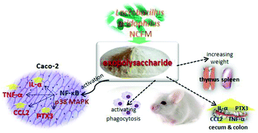 Graphical abstract: Immunoregulatory effects on Caco-2 cells and mice of exopolysaccharides isolated from Lactobacillus acidophilus NCFM