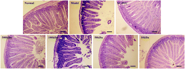 Graphical abstract: Dietary fucoidan of Acaudina molpadioides and its enzymatically degraded fragments could prevent intestinal mucositis induced by chemotherapy in mice