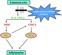 Graphical abstract: Lutein derived fragments exhibit higher antioxidant and anti-inflammatory properties than lutein in lipopolysaccharide induced inflammation in rats