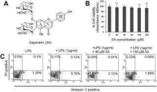 Graphical abstract: Saponarin from barley sprouts inhibits NF-κB and MAPK on LPS-induced RAW 264.7 cells