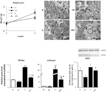 Graphical abstract: Cocoa protective effects against abnormal fat storage and oxidative stress induced by a high-fat diet involve PPARα signalling activation