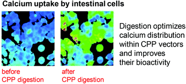 Graphical abstract: Calcium bioaccessibility and uptake by human intestinal like cells following in vitro digestion of casein phosphopeptide–calcium aggregates