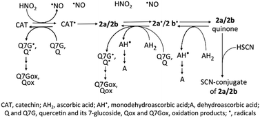 Graphical abstract: Quercetin 7-O-glucoside suppresses nitrite-induced formation of dinitrosocatechins and their quinones in catechin/nitrite systems under stomach simulating conditions