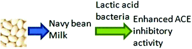 Graphical abstract: Enrichment of ACE inhibitory peptides in navy bean (Phaseolus vulgaris) using lactic acid bacteria
