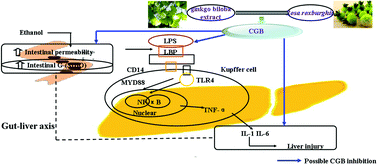 Graphical abstract: Effects of compound Ginkgo biloba on intestinal permeability in rats with alcohol-induced liver injury