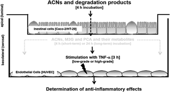 Graphical abstract: Inhibition of low-grade inflammation by anthocyanins from grape extract in an in vitro epithelial-endothelial co-culture model