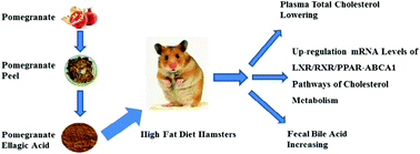 Graphical abstract: Effects of ellagic acid-rich extract of pomegranates peel on regulation of cholesterol metabolism and its molecular mechanism in hamsters