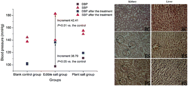 Graphical abstract: Effect and mechanism of Salicornia bigelovii Torr. plant salt on blood pressure in SD rats