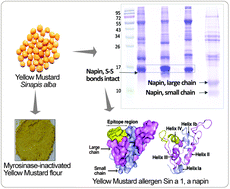 Graphical abstract: Structural stability and Sin a 1 anti-epitope antibody binding ability of yellow mustard (Sinapis alba L.) napin during industrial-scale myrosinase inactivation process