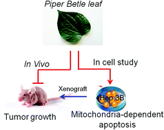 Graphical abstract: Piper betle leaf extracts induced human hepatocellular carcinoma Hep3B cell death via MAPKs regulating the p73 pathway in vitro and in vivo