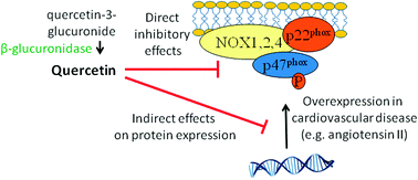 Graphical abstract: Quercetin and its metabolites inhibit the membrane NADPH oxidase activity in vascular smooth muscle cells from normotensive and spontaneously hypertensive rats