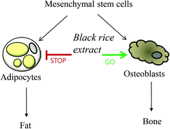 Graphical abstract: Black rice (Oryza sativa L.) extracts induce osteoblast differentiation and protect against bone loss in ovariectomized rats