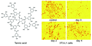 Graphical abstract: Inhibitory effects of tannic acid in the early stage of 3T3-L1 preadipocytes differentiation by down-regulating PPARγ expression