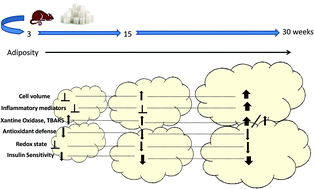 Graphical abstract: Time course of adipose tissue dysfunction associated with antioxidant defense, inflammatory cytokines and oxidative stress in dyslipemic insulin resistant rats