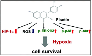 Graphical abstract: Cytoprotective effects of fisetin against hypoxia-induced cell death in PC12 cells